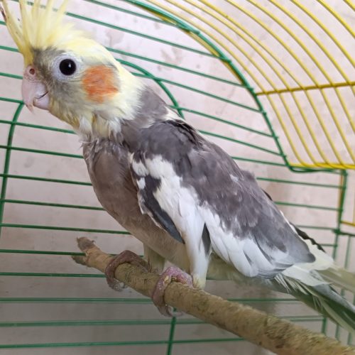 عروس هلندی 700هزار تومان