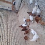 تعدای مرغ خروس و واروک ب فروش میرسد همه سالم سرحال نژادلری وبلژیکی