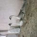 یک جفت قو غاز آفریقایی