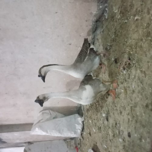 یک جفت قو غاز آفریقایی