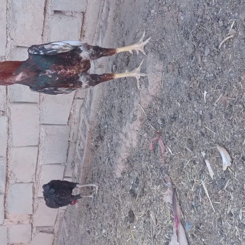 مرغ خروس لاری