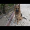 سگ ژرمن اصیل شولاین