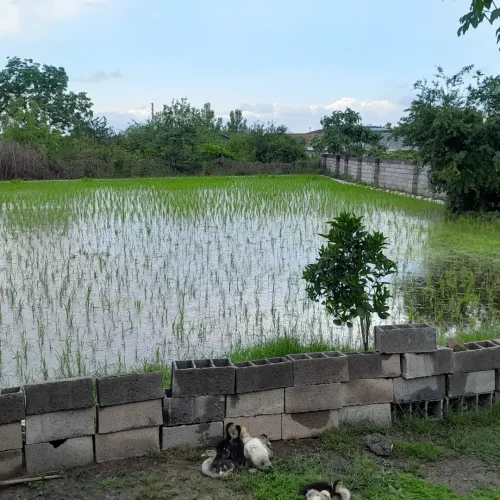 فروش خونه باغ