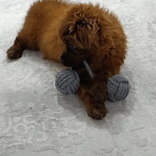 پودل کراس سه ماهه