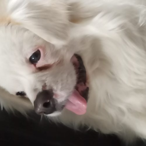 سگ پامر اشپیتز