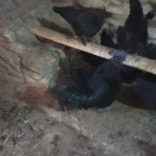 فروش تخم مرغ نطفه دار