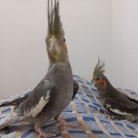 فروش عروس هلندی نر و ماده، یک ساله