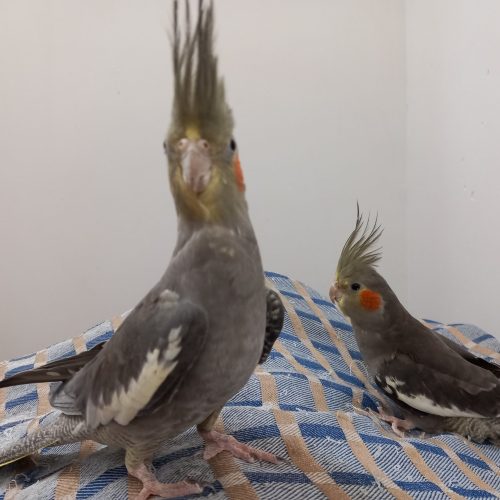 فروش عروس هلندی نر و ماده، یک ساله