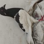 کفتر یهودی چشم سرخ