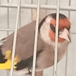 سهره،بروجردی 3 ساله جوجه داده