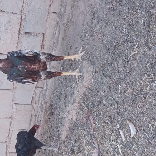 مرغ خروس لاری