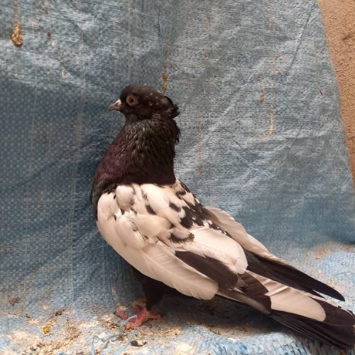 کبوتر سینه ای و دمبی