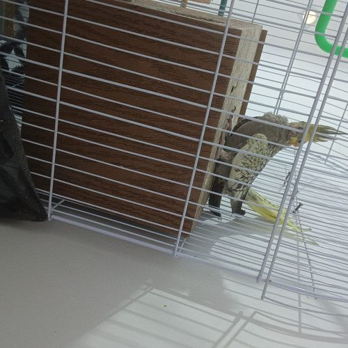 یک عدد جوجه عروس هلندی