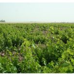 فروش باغ زیر قیمت