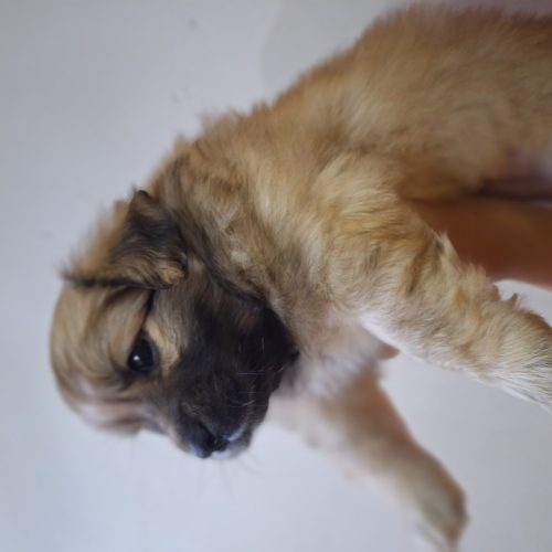 توله سگ نژاد شیتزو اشپیز