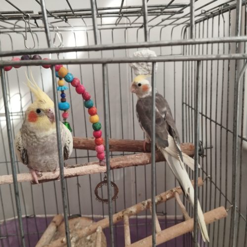 یک جفت عروس هلندی