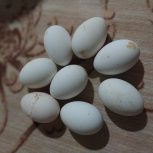 8 عدد تخم غاز قو نتطفه دار 100 در صد