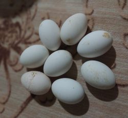 8 عدد تخم غاز قو نتطفه دار 100 در صد