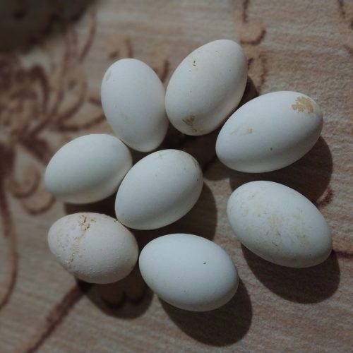 8 عدد تخم غاز قو نتطفه دار 100 در صد