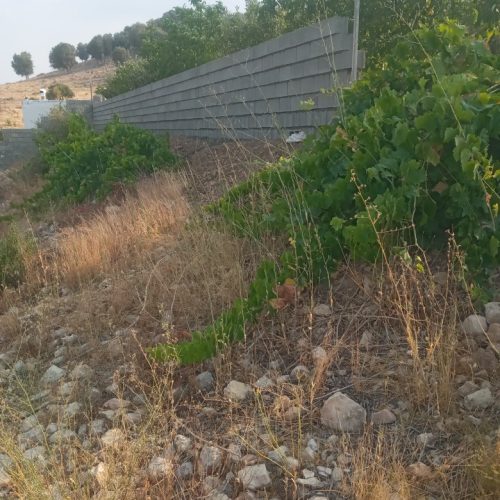 زمین 500 متری