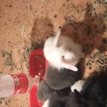 توله خرگوش لوپ