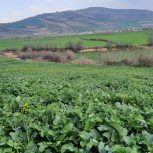 زمین زیرقیمت نوچمن