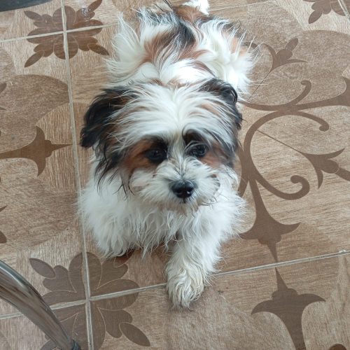 واگذاری سگ شیتزوو کروووس شناسنامه دار