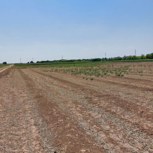 زمین کشاورزی مناسب باغ باغچه و چهاردیواری گلتپه