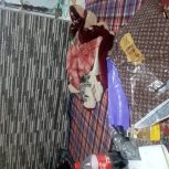 فروش خرگوش