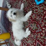 سگ شیتزو مکس ماده سن هفت ماهه