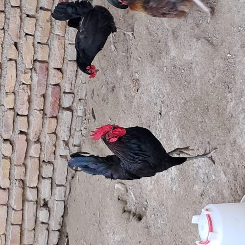 خروس محلی سرحال