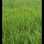 فروش زمین کشاورزی (دیم بارانی)