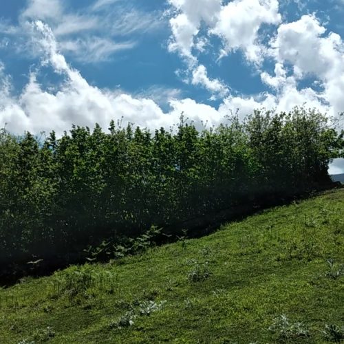 فروش فوری زمین