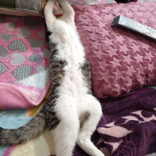 واگذاری گربه نر 8 ماهه مهربون باهوش