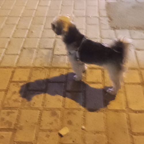 یک عدد سگ پاکوتاه خانگی