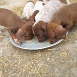 توله پویینتر