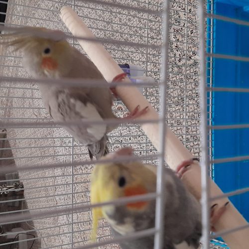 معاوضه عروس هلندی