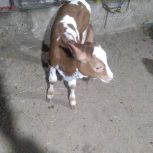 فروش انواع گوساله سیمینتال