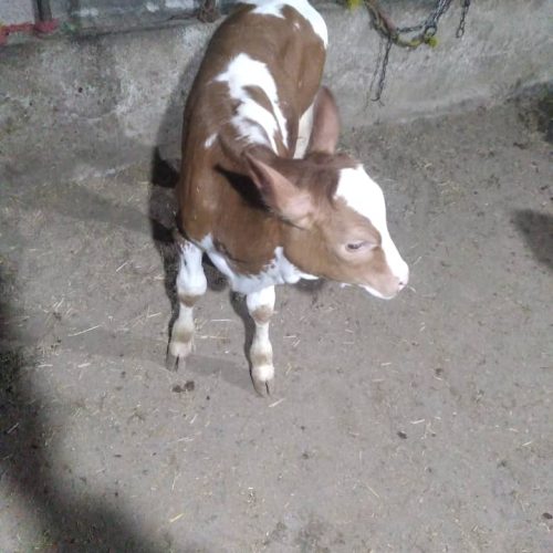 فروش انواع گوساله سیمینتال