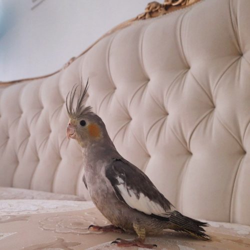 طوطی عروس رام ماده