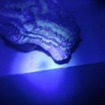 فروش سنگ تزیینی