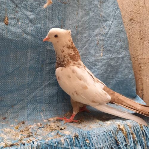 کبوتر سینه ای و دمبی