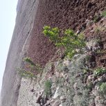 زمین ویلایی