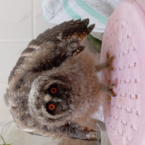 🦉 جوجه جغد