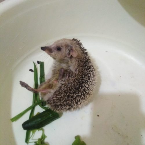 جوجه تیغی خارپشت