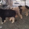 سه تا بره قربانی 6ماه به بالا چاق