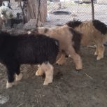 سه تا بره قربانی 6ماه به بالا چاق