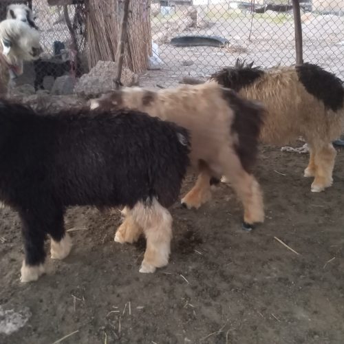 سه تا بره قربانی 6ماه به بالا چاق