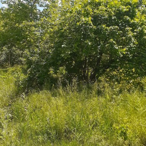 باغ به متراژ 1100 متر در شهرستان گیوی