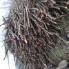 خرید فروش چوب